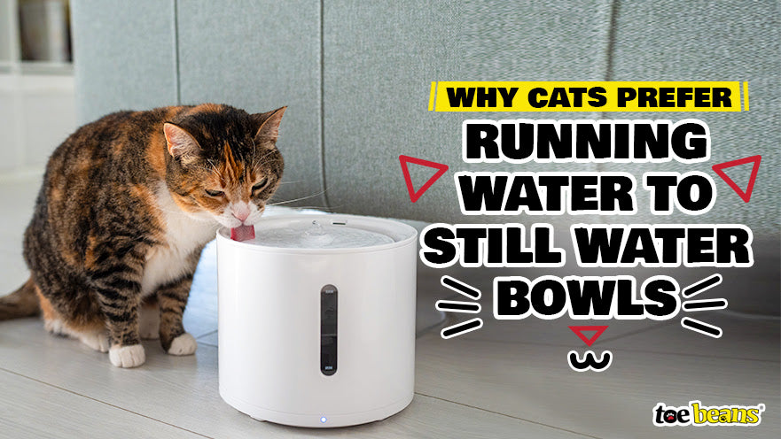 Why Cats Prefer Running Water to Still Water Bowls