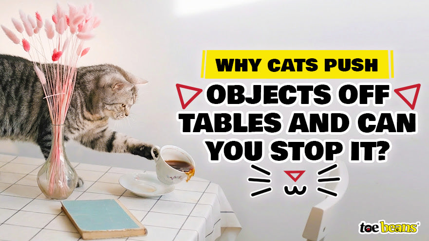 Feline Behavior: Decoding a Cat's Intense Stares and Behavior - toe beans