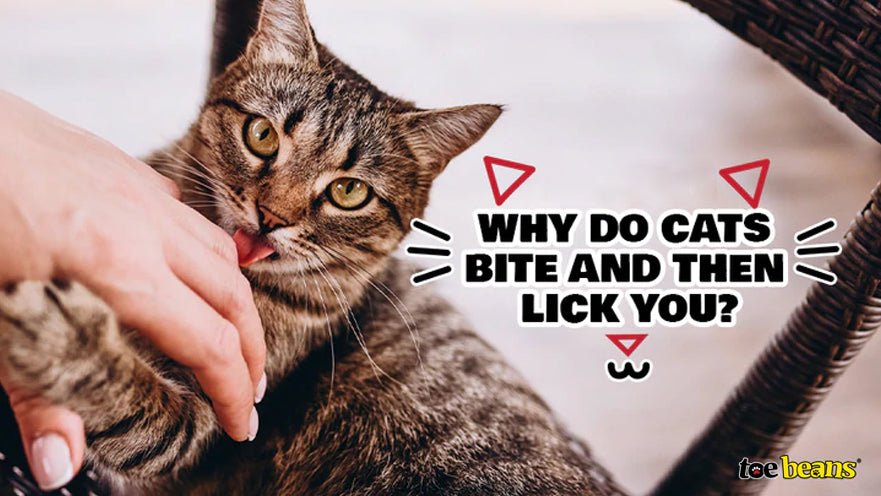 Why Do Cats Bite and Then Lick You? by toe beans
