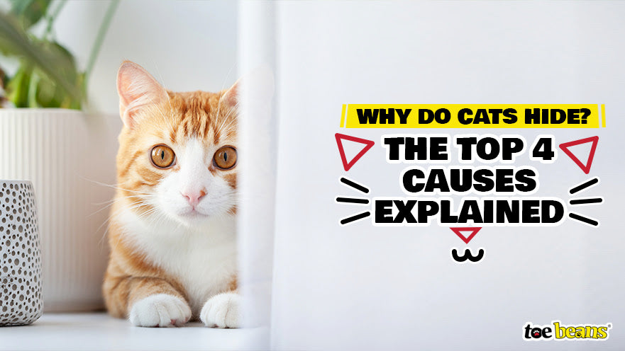 Why Do Cats Hide? The Top 4 Causes Explained by toe beans