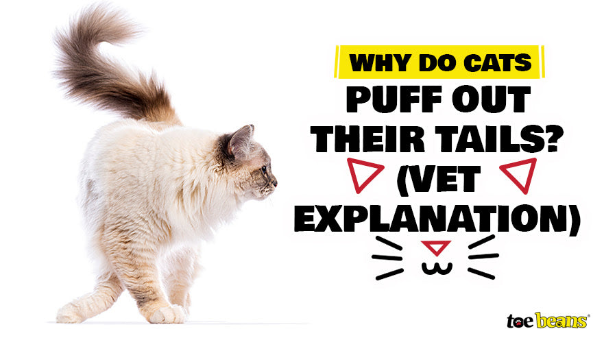 Why Do Cats Puff Out Their Tails (Vet Explanation)