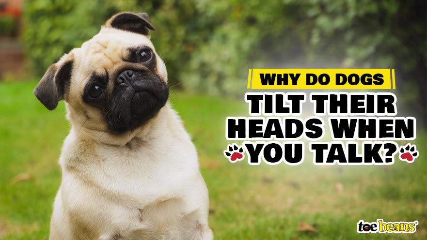 Why Do Dogs Tilt Their Heads When You Talk?