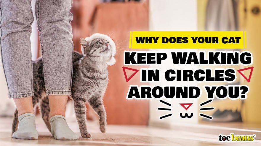 Why Does Your Cat Keep Walking in Circles Around You?