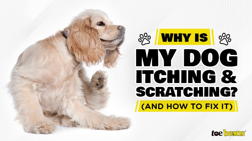 Why is My Dog Itching and Scratching? (And How to Fix It) by toe beans