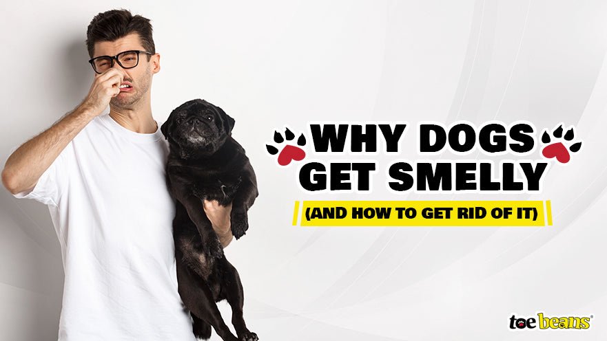 Why Dogs Get Smelly (And How to Get Rid of It)