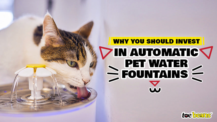 Why You Should Invest in Automatic Pet Water Fountains