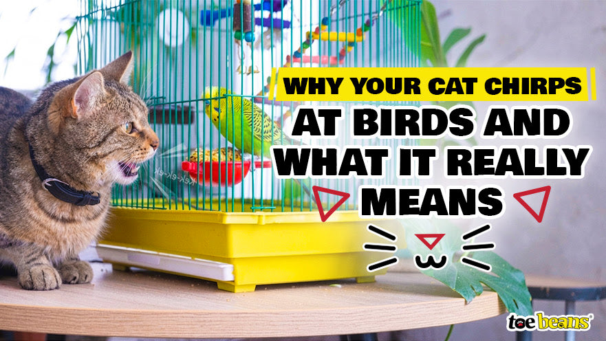 Why Your Cat Chirps at Birds and What It Really Means