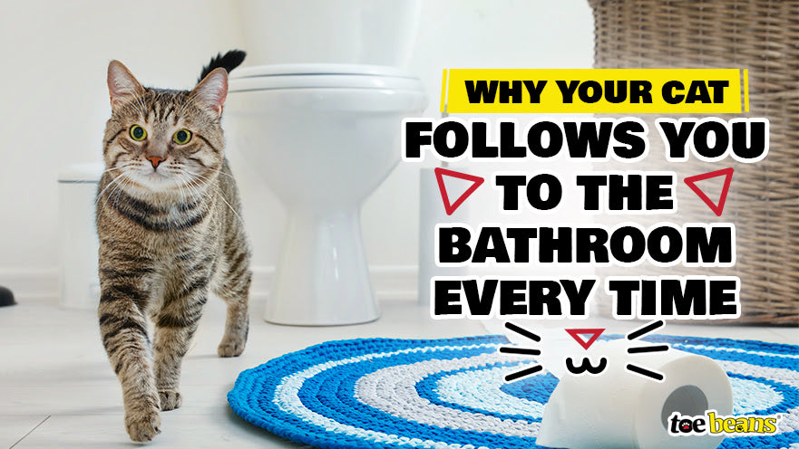 Why Your Cat Follows You to the Bathroom Every Time