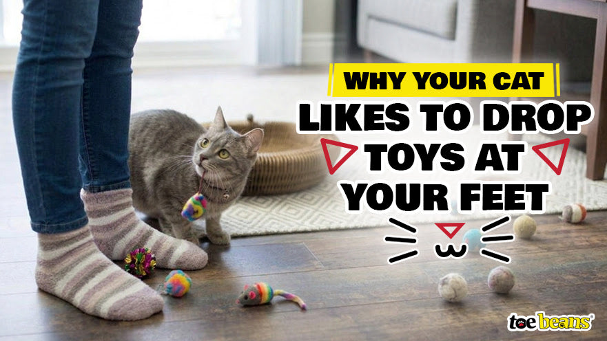 Why Your Cat Likes to Drop Toys at Your Feet