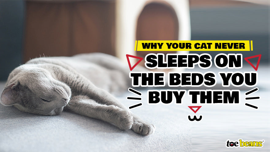 Why Your Cat Never Sleeps on The Beds You Buy Them by toe beans
