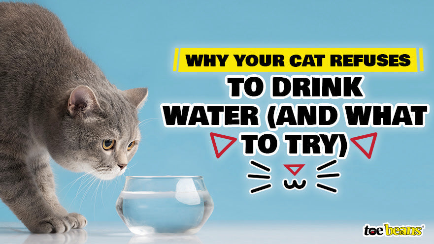 Why Your Cat Refuses to Drink Water (and What to Try)
