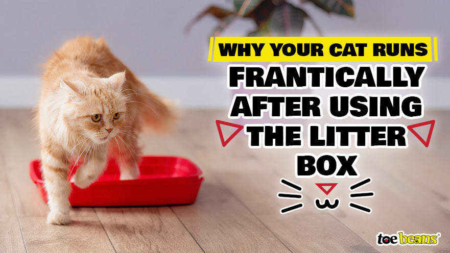 Why Your Cat Runs Frantically After Using the Litter Box