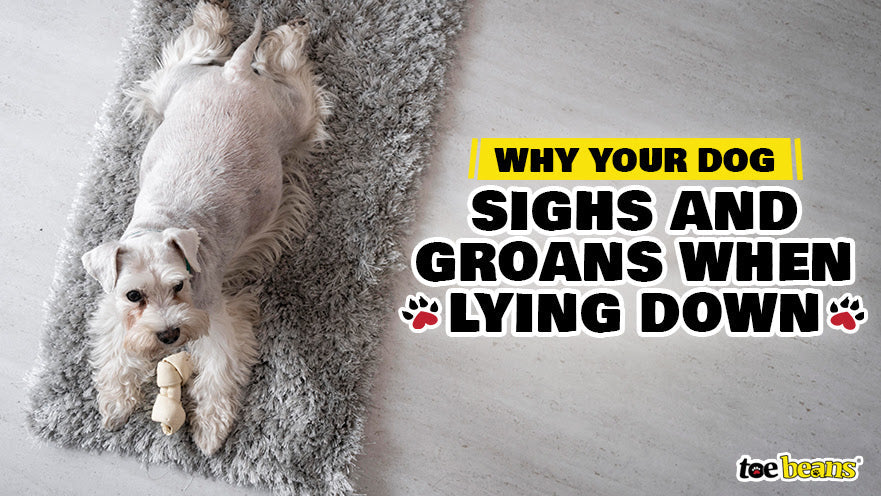 Why Your Dog Sighs and Groans When Lying Down