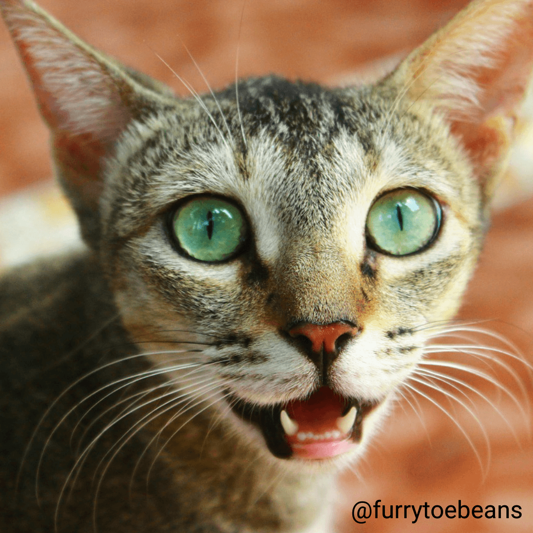 Moo’s Terrible Teeth