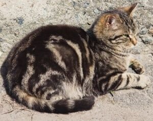 Wet Cat Food And Exercise: How They Can Help an Old Diabetic Cat