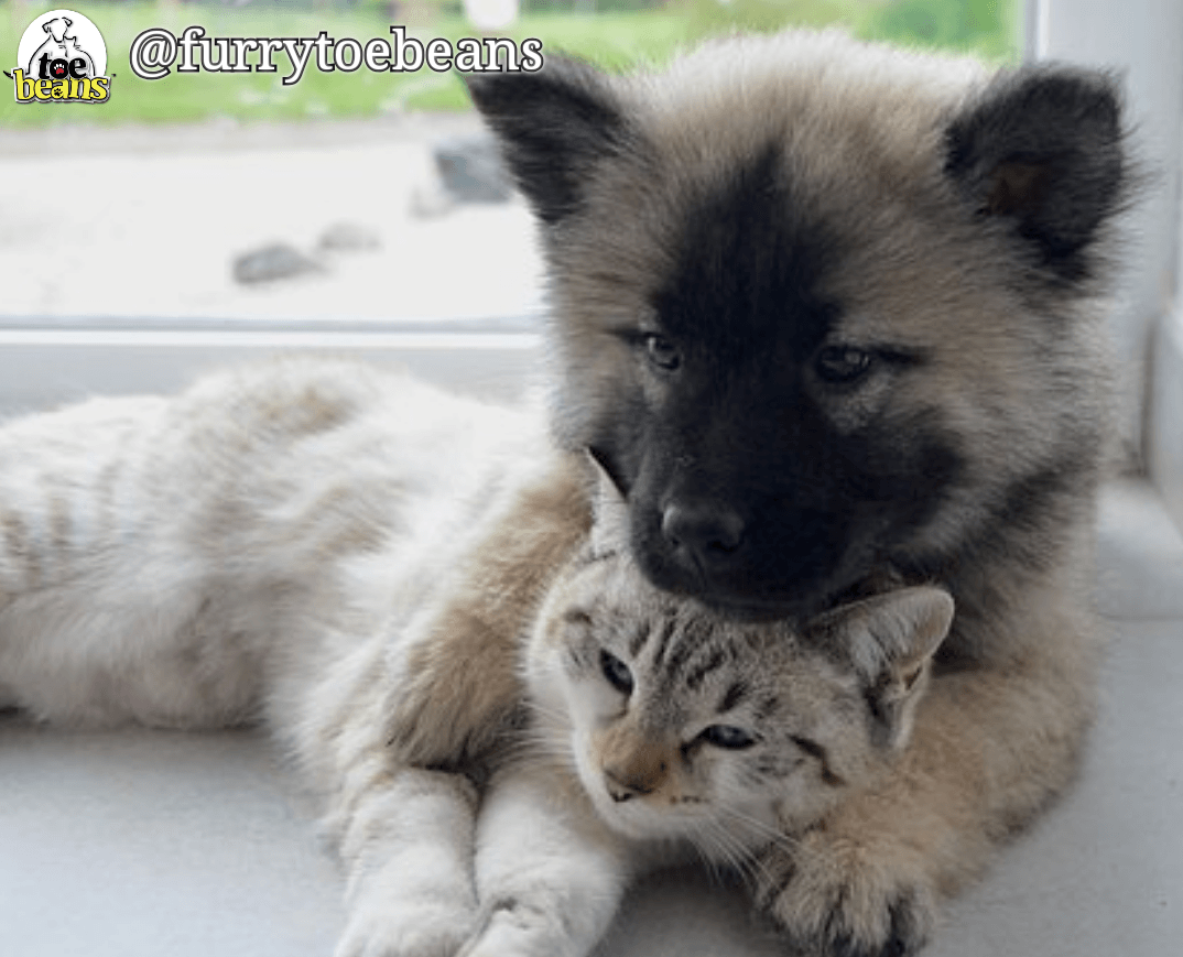 Puppy snuggling a kitten