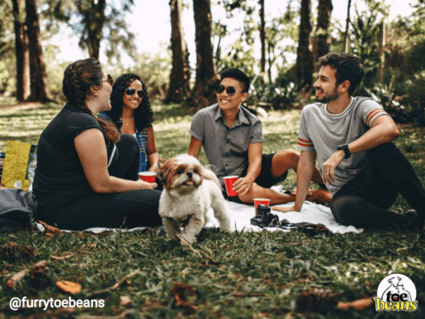 5 Spring Activities For You and Your Dog