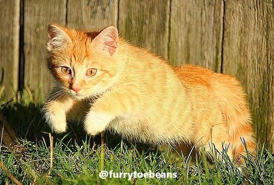 Cats and Daylight Savings: How to Help Your Cat Fall Back in Sync