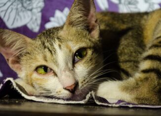 Cat Fasting: How Not Eating Can Quickly Kill Your Cat