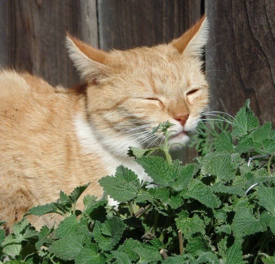 Catnip: 5 Things You Didn't Know