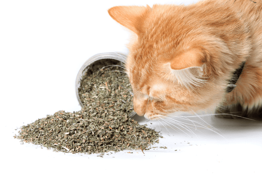 Catnip: How to Buy Non-Toxic Catnip for Cats by toe beans