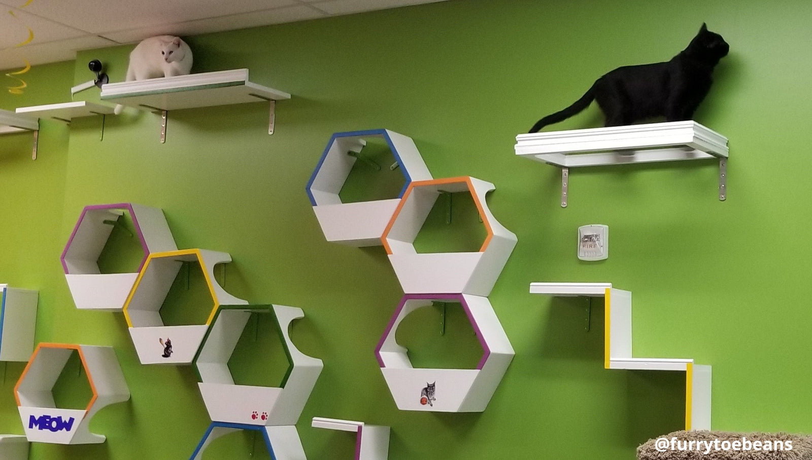 Cat Café: What to Expect On Your First Visit