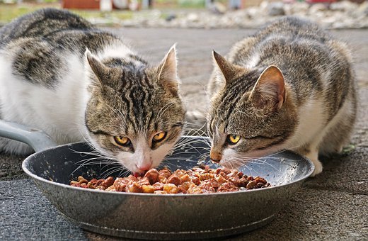 Changing Cat Food: Day by Day Guide to Transition to New Cat Food