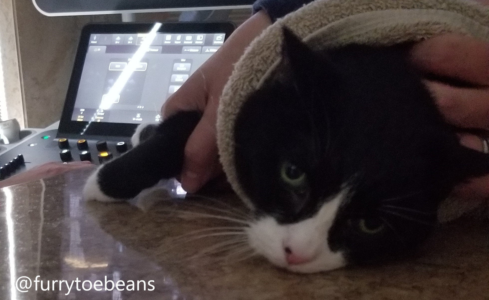 Cat Cardiology Appointment: What to Expect