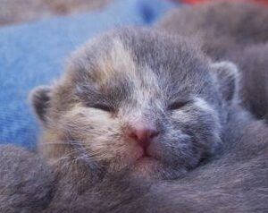 Dry Cat Food: Why I No Longer Feed it To My Cats by toe beans