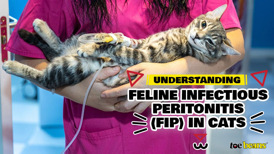 Cat Feline infectious peritonitis - FIP by toe beans