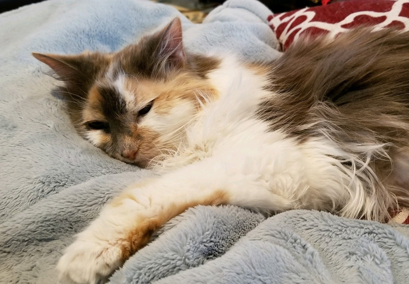 Cats Mourning: How Cats Grieve and How to Help