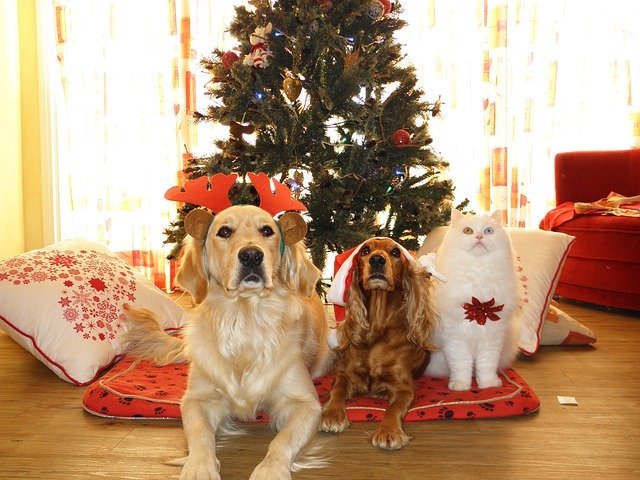 Pet Safety: How to Keep Your Pets Safe This Holiday Season by toe beans