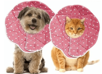The Cone of Shame: 5 Alternatives Your Fur Children Will Love You For
