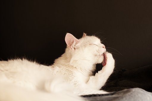 Cat Behavioral Alopecia: What you need to know by toe beans