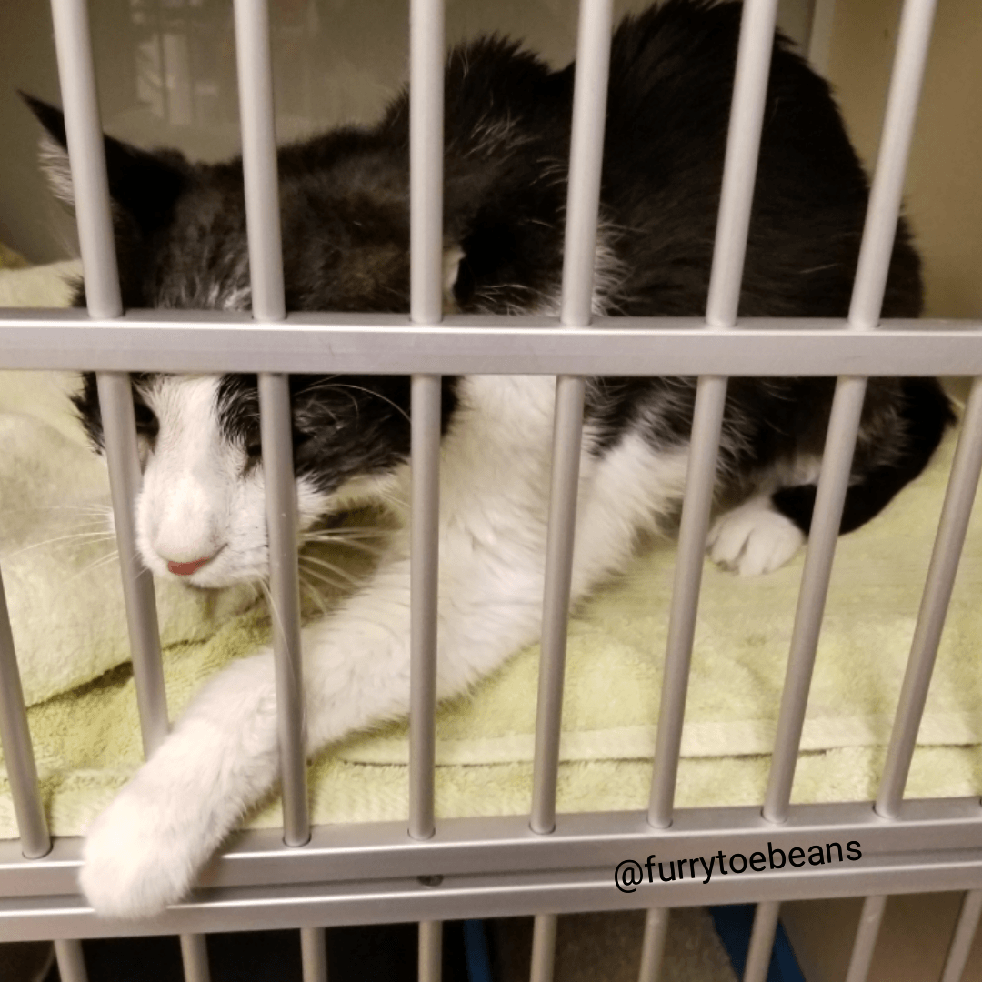 Dental Surgery in Old Cats: The Story of Moose
