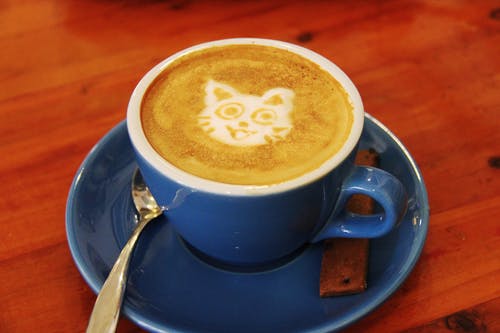 Cat Cafés: What Are They And Why Visit Them