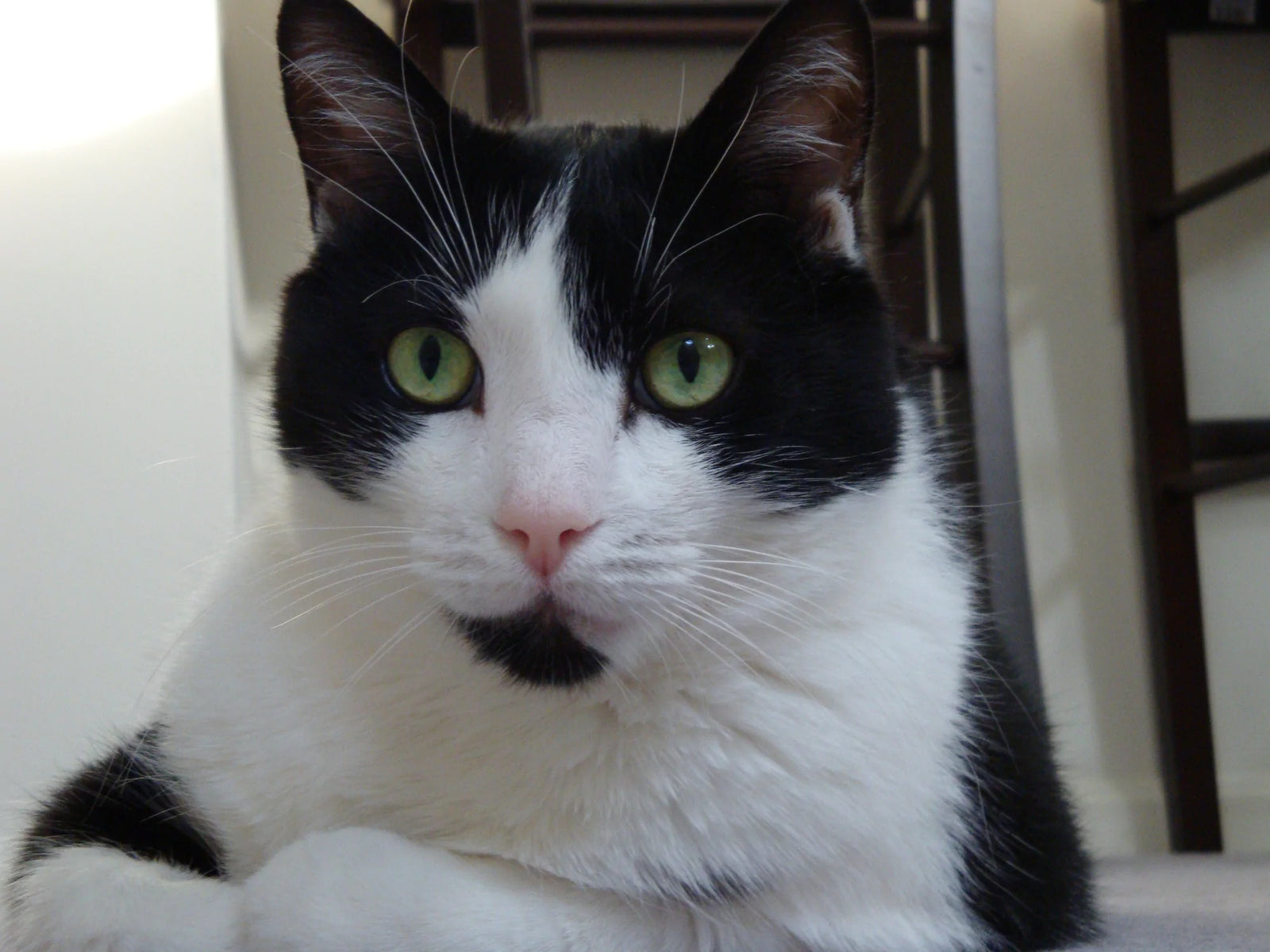 Black and White Tuxedo cat with green eyes by toe beans
