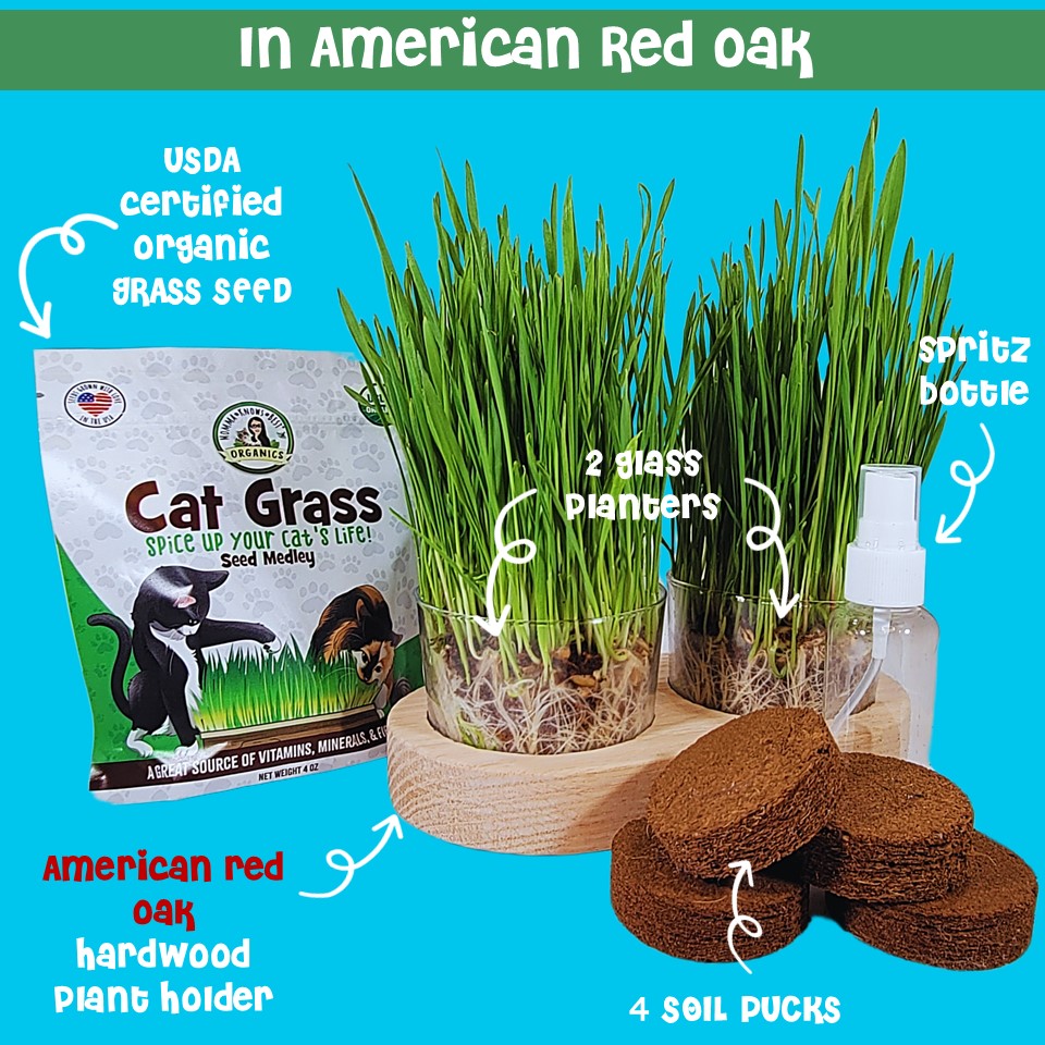 seed planter kit USDA Organic Cat Grass Seeds Growing Kit