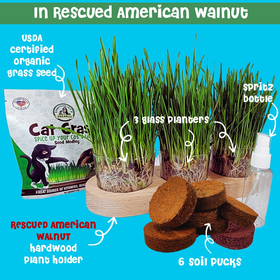 planting cat grass seeds Shop USDA Organic Cat Grass Seeds Growing Kit | FDA food-safe containers