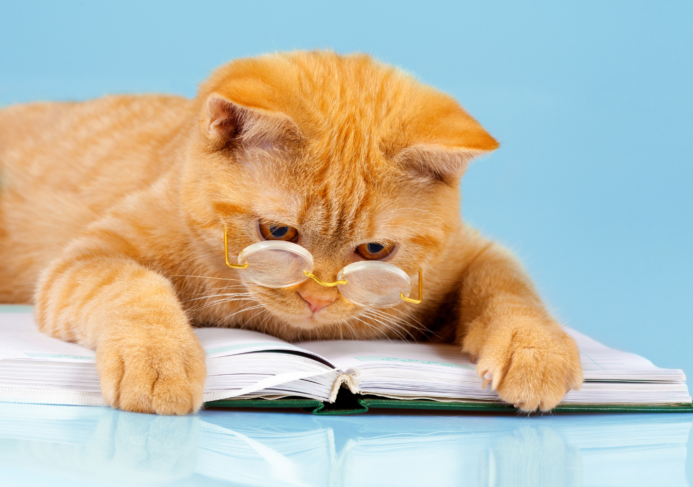 Cat wearing glasses reading a book