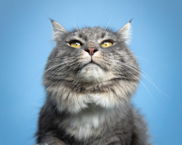 Cat looking up in a blue background by toe beans