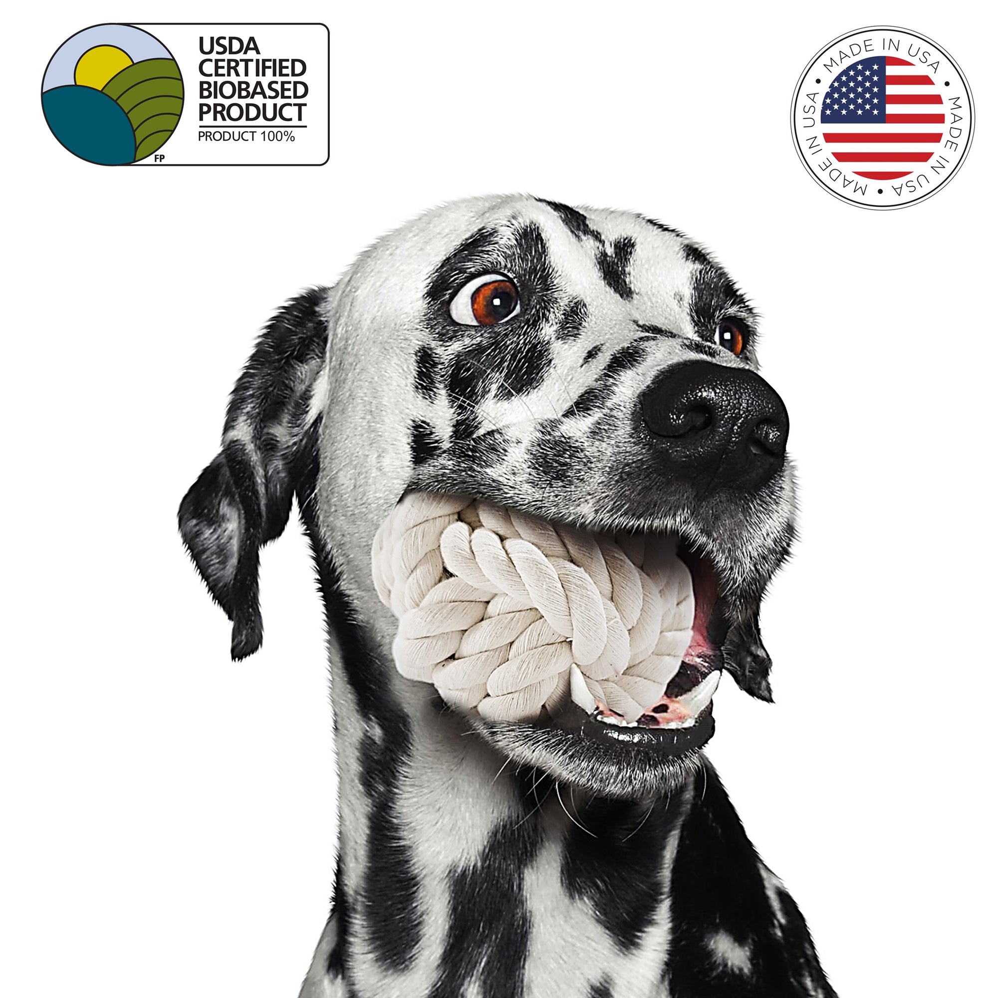 Dog with dog ball toy in mouth by earthcare