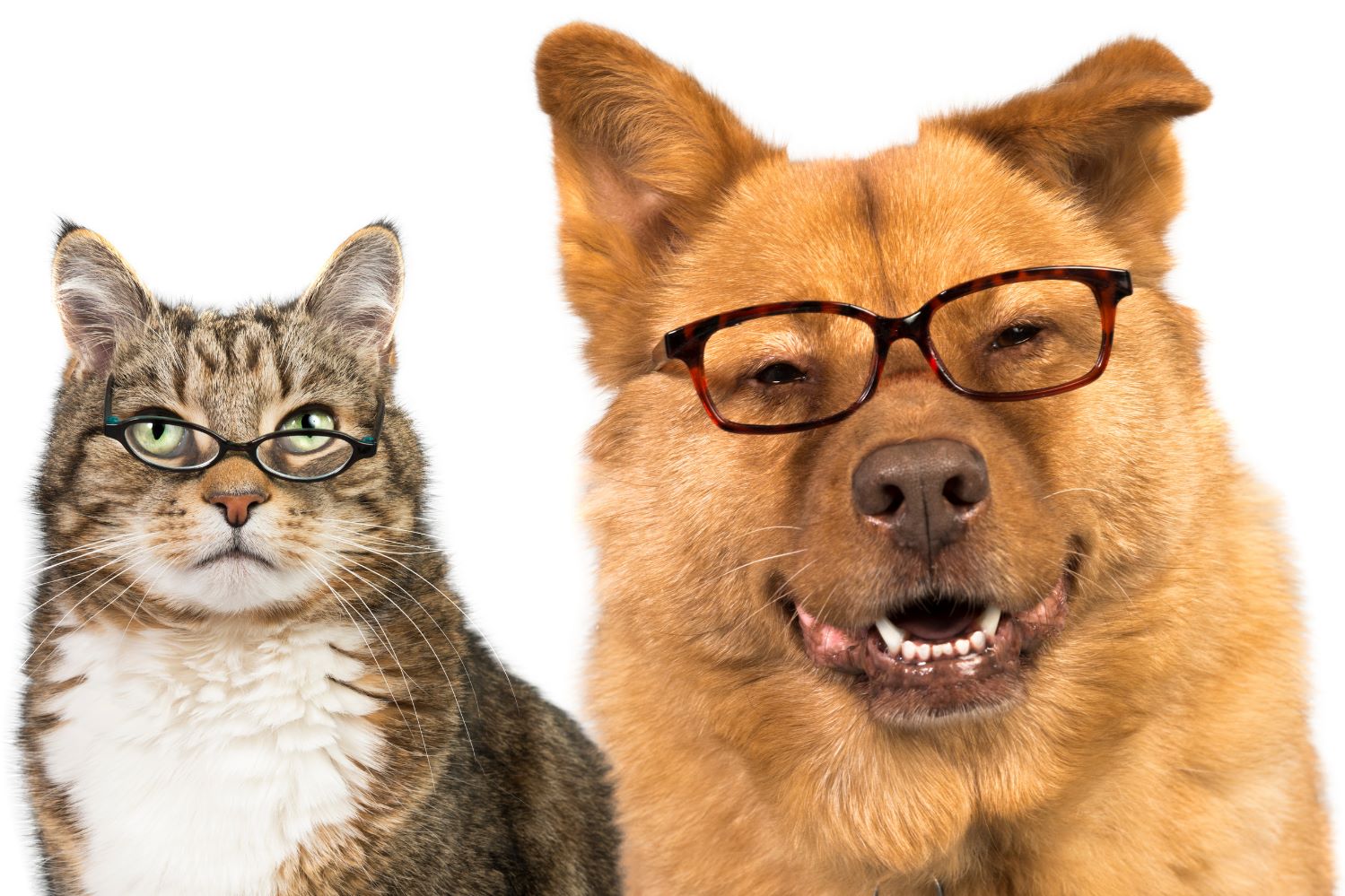 Dog and Cat Wearing Glasses by toe beans