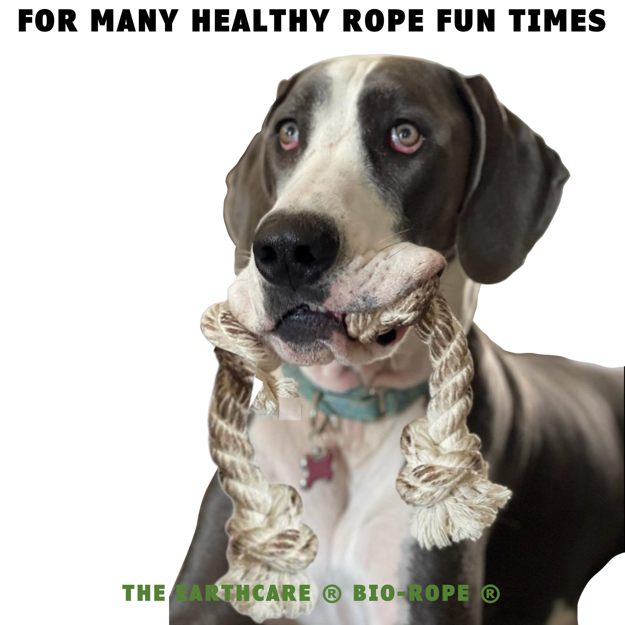 Dog holding four-knotted dog rope toy in his mouth by EarthCare®