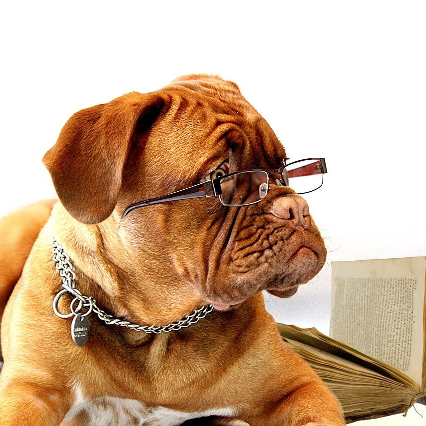 Dog wearing glasses by toe beans