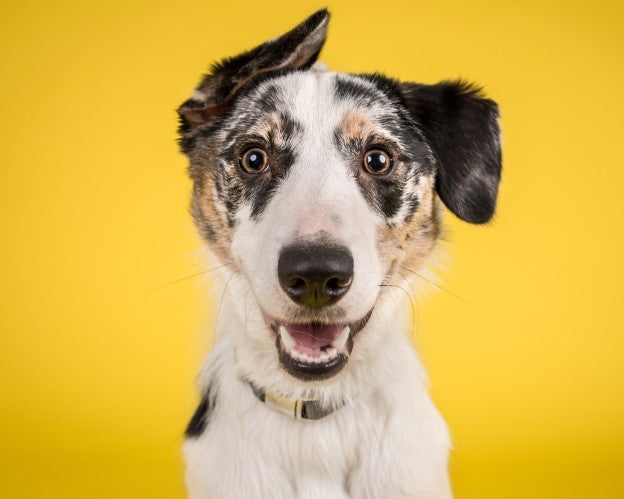 Dog with yellow background by toe beans