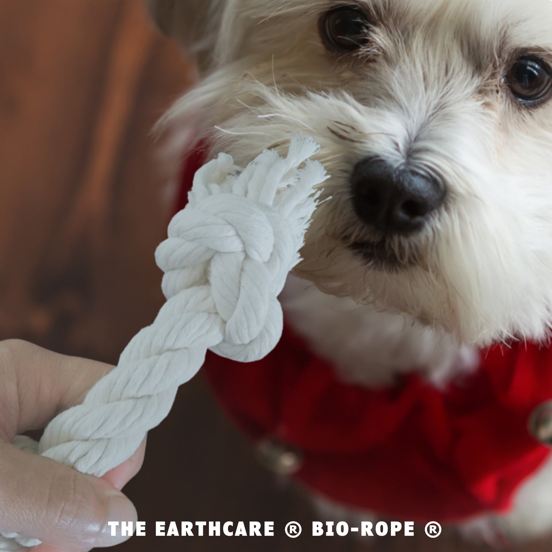 Shop for Small Dog Rope Toy Online - USA Made - toe beans