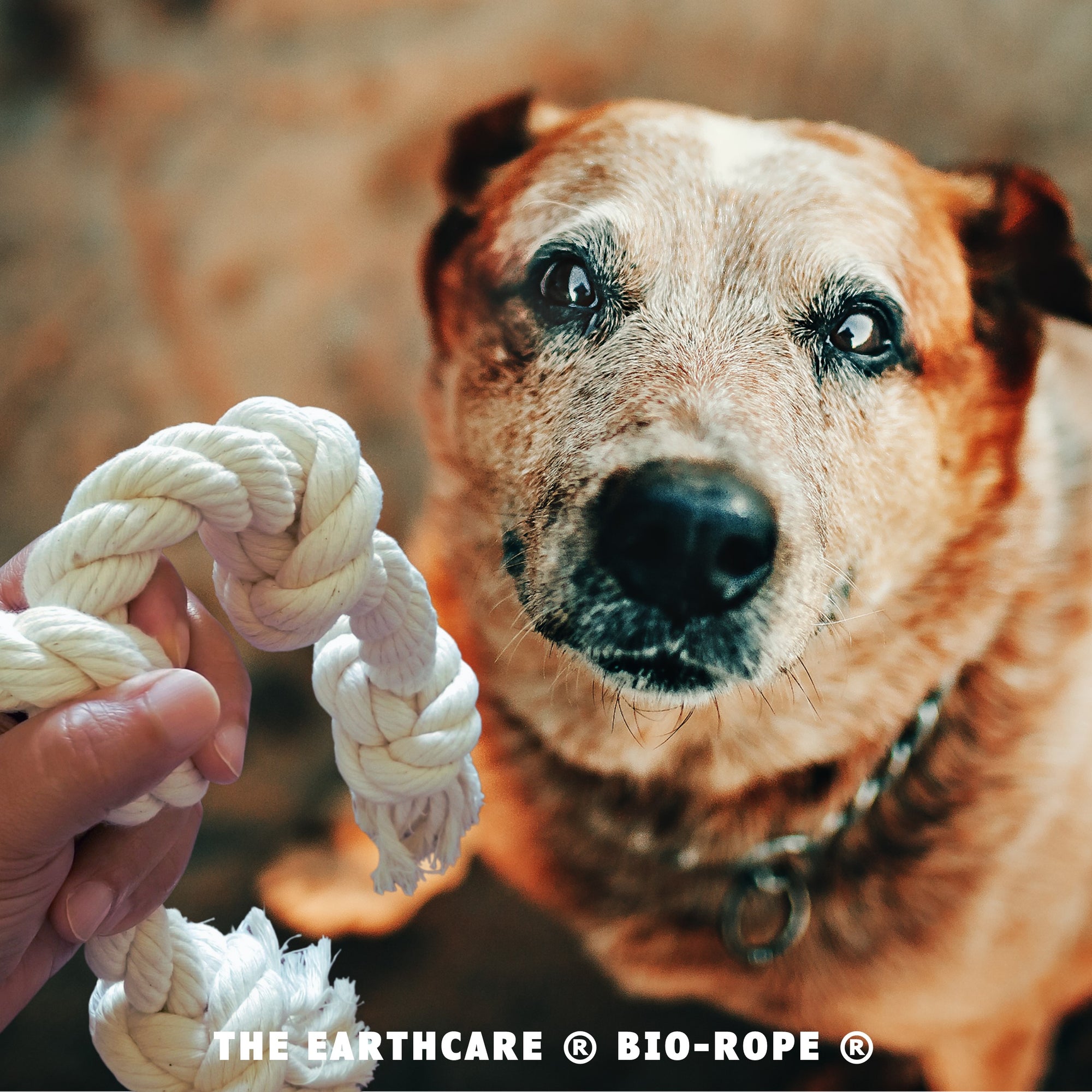 Large-sized dog looking up at a four-knotted dog rope toy by EarthCare®