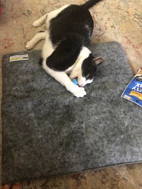 Leslie's kitty Geegee on SnugRug