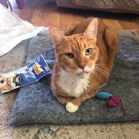 Leslie's kitty Tigger on SnugRug